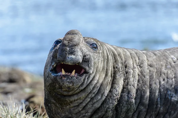 Foca de elefante —  Fotos de Stock