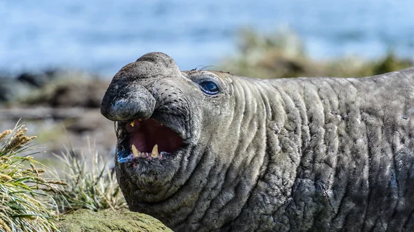 Foca de elefante — Foto de Stock