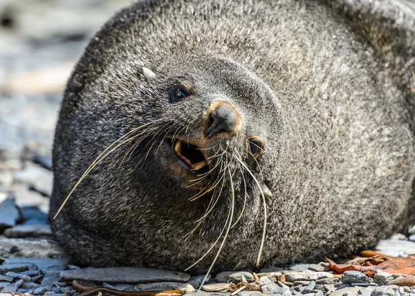 La foca de piel atlántica yace e intenta dormir. Los ojos están tristes. . — Foto de Stock