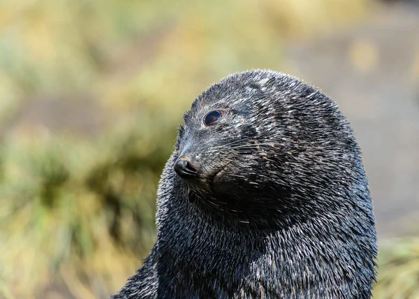 La foca de piel atlántica yace e intenta dormir. Los ojos están tristes. . — Foto de Stock