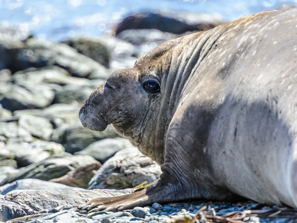 Foca de elefante — Foto de Stock