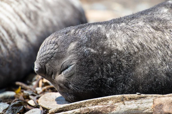 Foca de piel atlántica duerme en su espalda . —  Fotos de Stock