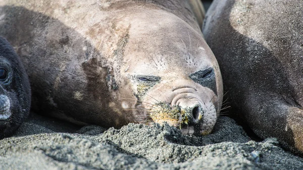 Vrouwelijke zeeolifant slaapt, maar zorg voor wat er gaande is rond. — Stockfoto