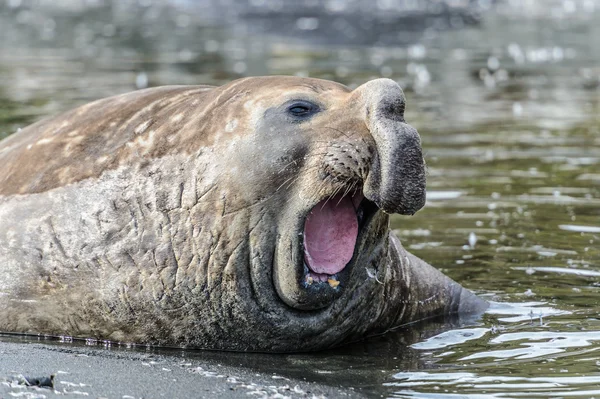 Тюлень-слон — стоковое фото