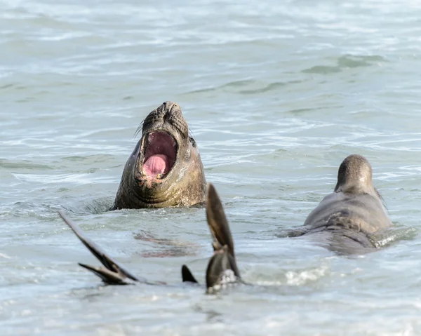 Las focas nadan en el océano . — Foto de Stock