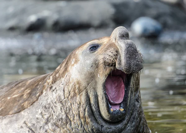 Elephant seal — Stock Photo, Image