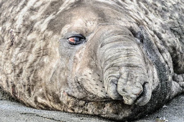 La foca elefante intenta dormir . — Foto de Stock