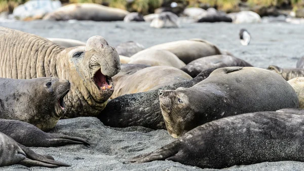 Varias especies de foca atlántica — Foto de Stock