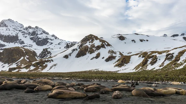 Vue sur les montagnes couvertes de neige et de phoques posés sur le — Photo