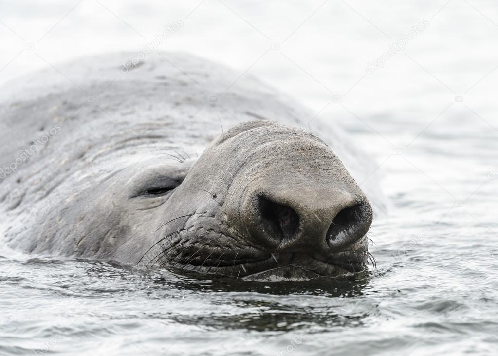 Elephant seal with its huge nose.