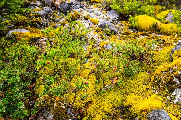 ЧИЛИ, Южная Америка — стоковое фото