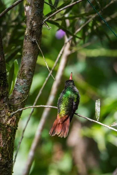 Pájaro tarareando —  Fotos de Stock