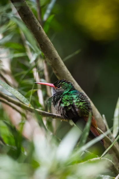 Pájaro tarareando —  Fotos de Stock