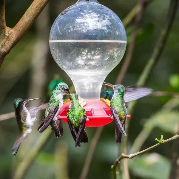 HUmming bird — Stock Photo, Image