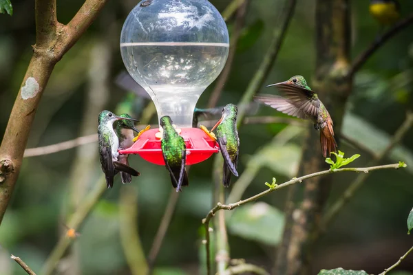 HUmming bird — Stock Photo, Image