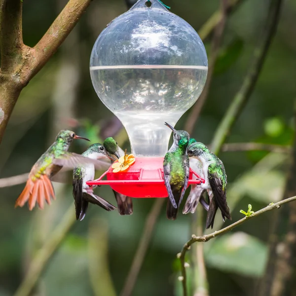 HUmming bird — Stock Photo, Image