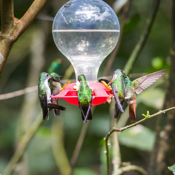 HUmming bird — Stock Photo, Image