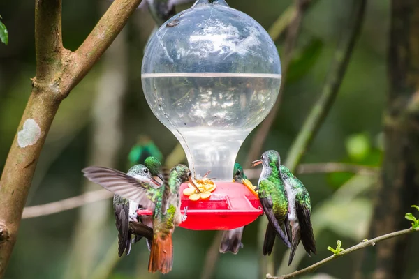 HUmming bird — Stock Photo, Image