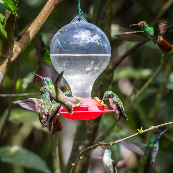 HUmming bird — Stock Photo, Image