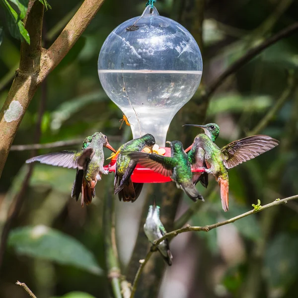 HUmming bird — Stock Photo, Image