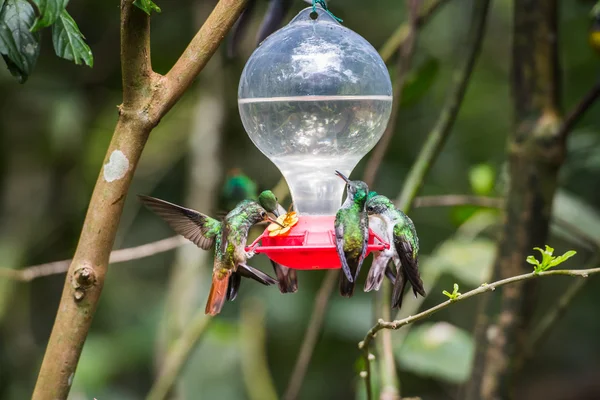 HUmming bird — Stock Photo, Image