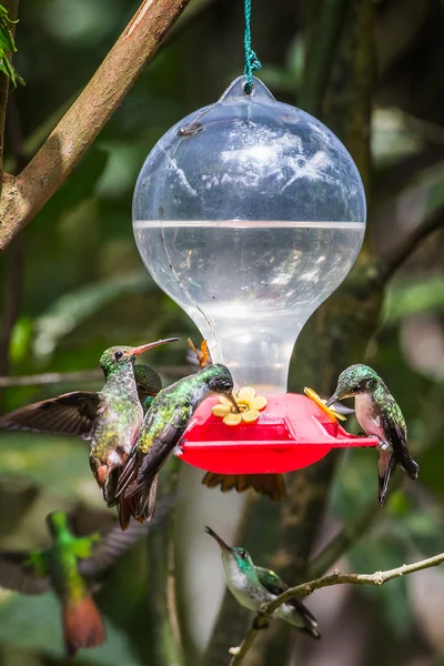 HUmming bird — Stock Photo, Image