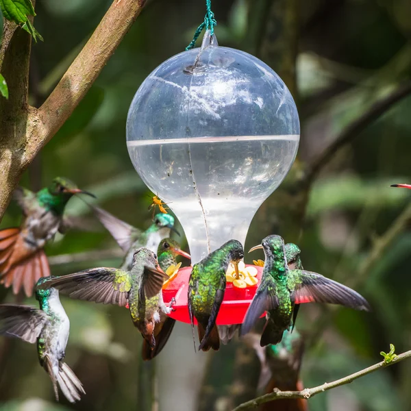 HUmming bird — Stock Photo, Image