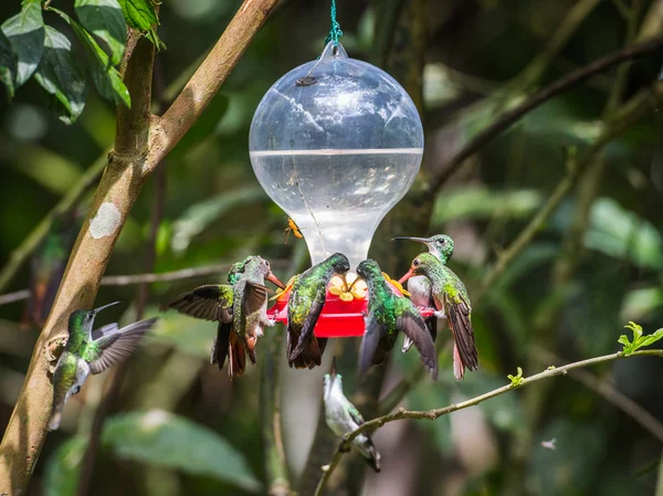 HUmming bird — Stock Photo, Image