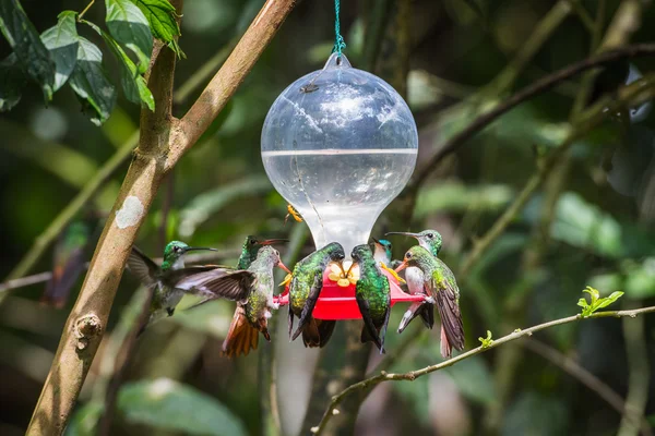 HUmming bird — Stock Photo, Image