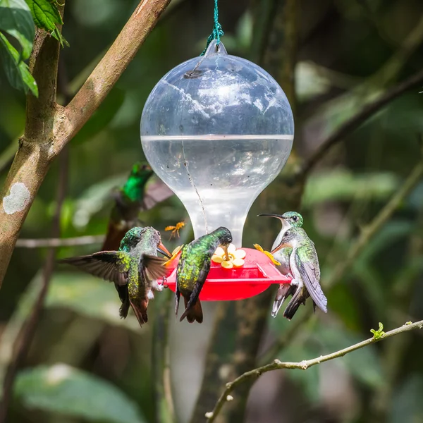 HUmming bird — Stock Photo, Image