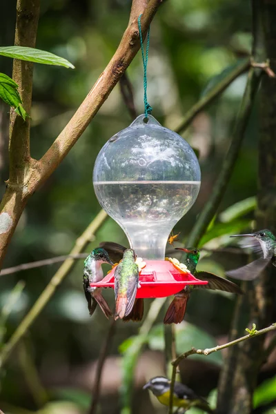 HUmming bird — Stock Photo, Image