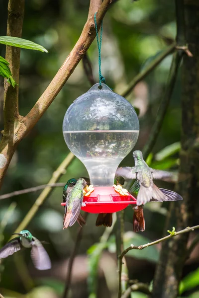 HUmming bird — Stock Photo, Image