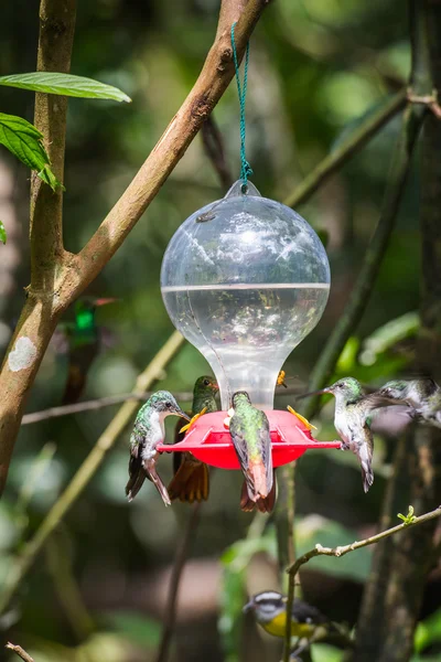 HUmming bird — Stock Photo, Image