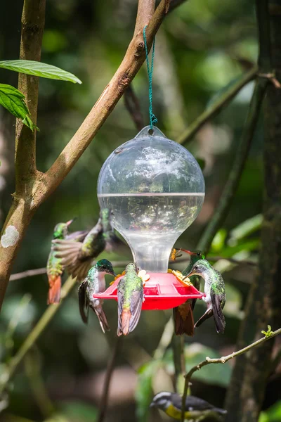 HUmming bird — Stock Photo, Image