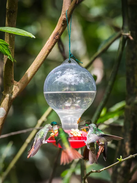 HUmming bird — Stock Photo, Image