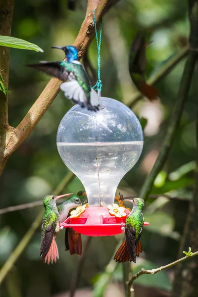 HUmming bird — Stock Photo, Image