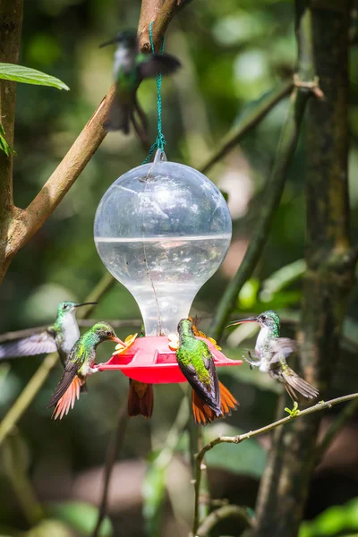 HUmming bird — Stock Photo, Image