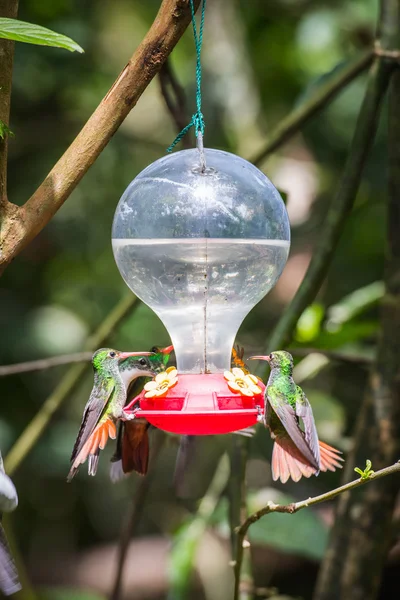 HUmming bird — Stock Photo, Image