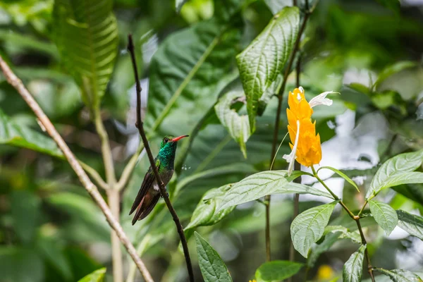 Pájaro tarareando —  Fotos de Stock