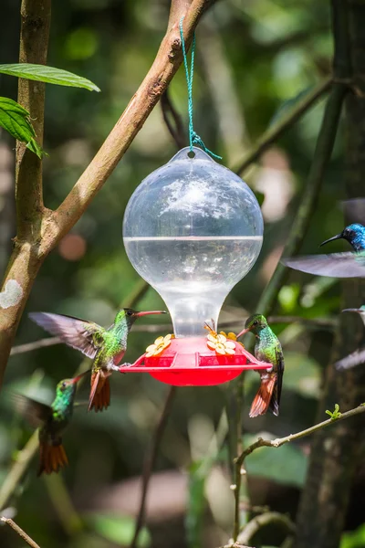 HUmming bird — Stock Photo, Image