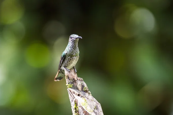 Pájaro tarareando —  Fotos de Stock