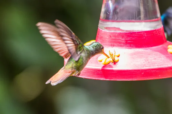 Pájaro tarareando —  Fotos de Stock