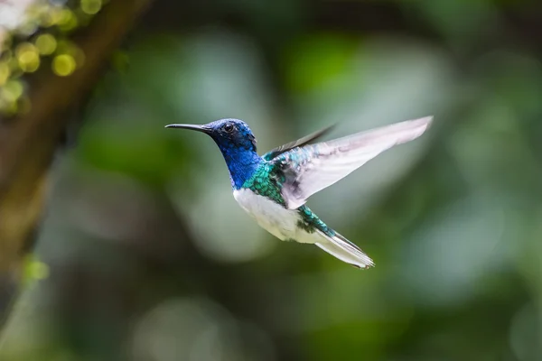 Pássaro de zumbido — Fotografia de Stock