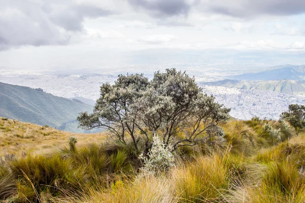 Natura dell'Ecua — Foto Stock