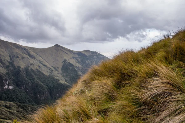 Naturaleza del ecu — Foto de Stock