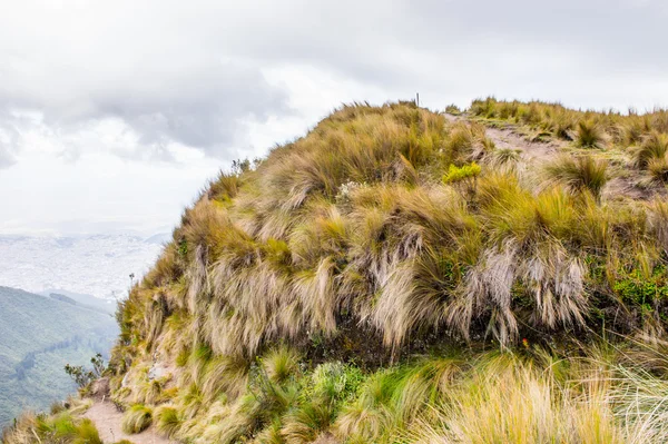 Natureza do Equador — Fotografia de Stock