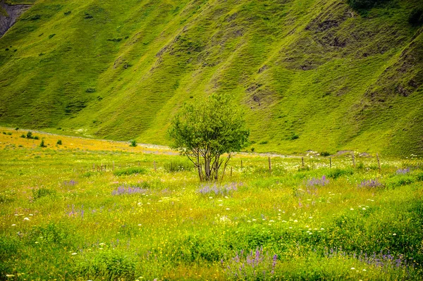 Naturen i Georgien — Stockfoto