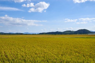 Sonbahar hasat mevsiminde uzak yeşil dağlar tarafından çerçevelenmiş Suncheon, Güney Kore kırsalında dağınık beyaz bulutlar ile parlak mavi bir gökyüzünün altında olgunlaşan uçsuz bucaksız altın pirinç tarlaları..