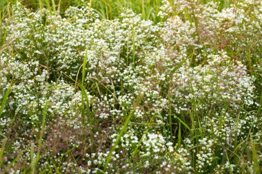 Güney Kore 'nin başkenti Seul' deki Haneul Park 'ta, yüksek açı manzaralı, parlak bir sonbahar gününde, uzun yeşil çimenlerin arasında açan canlı, küçük, vahşi çiçek kümeleri..
