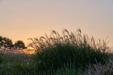 Altın gün batımı ışığı, Haneul Park, Seul 'de yoğun bir gümüş çimen kümesini aydınlatarak yumuşak ve sıcak bir sonbahar atmosferini oluşturur..
